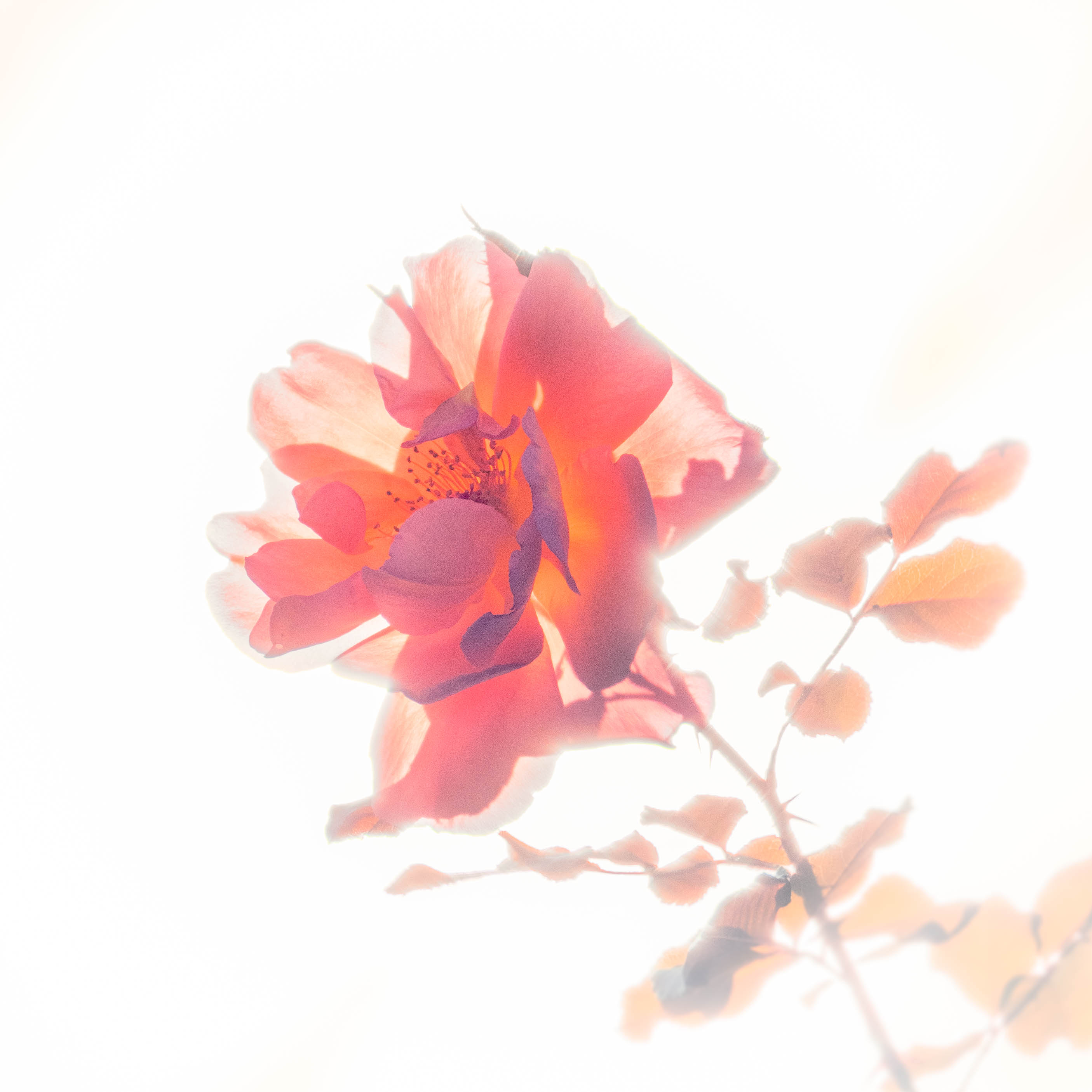Les Roses